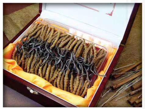 曲靖冬虫夏草回收